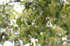 Cassine paniculata